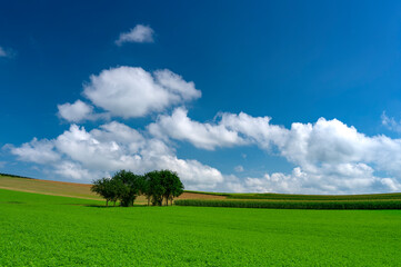 Wiese im Sonnenschein mit zwei Bäumen.