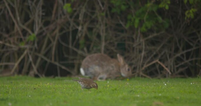 Wild rabbit and thrush bird grazing grass looking for worms