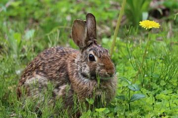 An eastern cottontail rabbit pauses near a dandelion in the grass