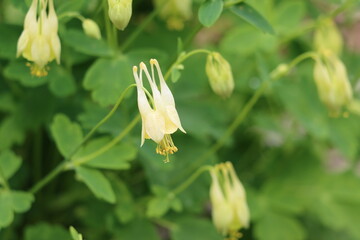 Columbine plants flowering in springtime