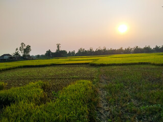 Evening view in Bangladeshi village 