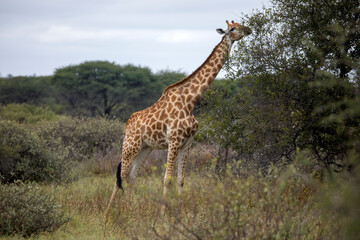 giraffe feeding