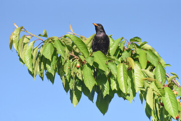 Common starling on cherry tree against blue sky