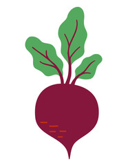 A ripe beetroot with green leaves isolated on a white background.   Natural organic farm food. Stylized flat vector beet illustration.
