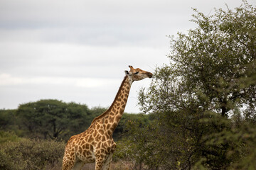 giraffe feeding