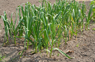 Obraz premium 収穫近くの畑のニンニク