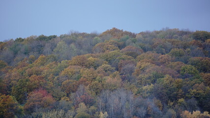 Herbstliche Bäume