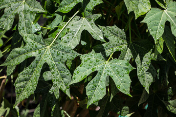 Closeup of Tree spinach or Chaya plants