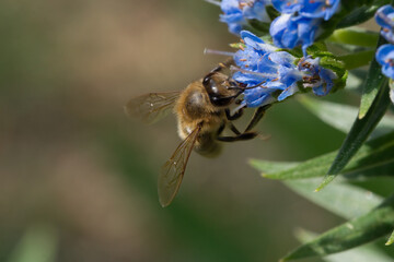 Bee in close-up on a large blue flower Echium candicans Fastuosum on a green blurred background