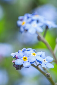 Macro photo of  forget-me-not blossoms (Mysotis sylvatica).