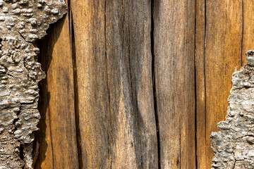 Wood bark tree texture close up