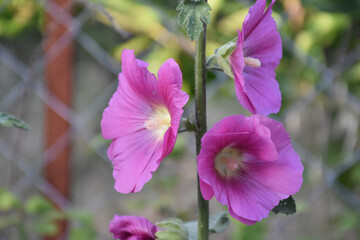 Fototapeta na wymiar purple and pink flowers in the garden