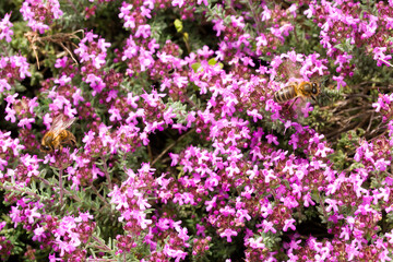 Two bees forage on Thymus leucotrichus flowers in springtime in the south of France