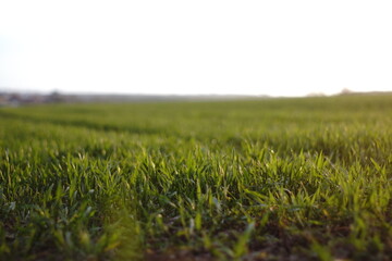 Feld / Gras
