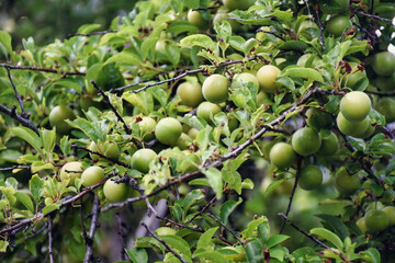fresh green plums on tree branch