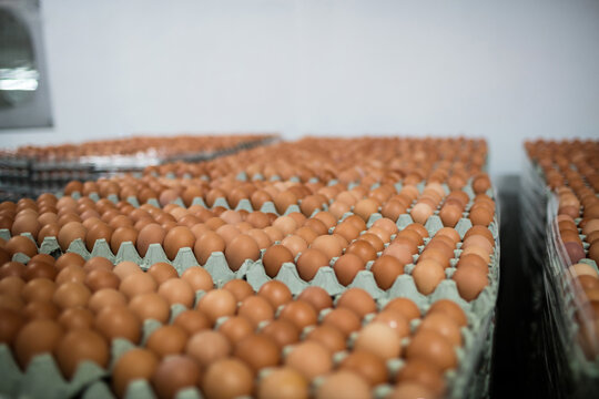 Fresh hen's eggs lying in egg carton trays at poultry and egg farm