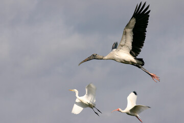 Fototapeta na wymiar Wood Stork at Everglades National Park