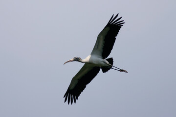 Wood stork in flight over the Florida Everglades