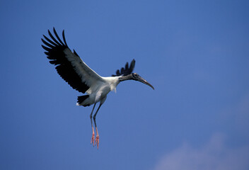 Wood Stork, Mycteria americans, an Endangered species