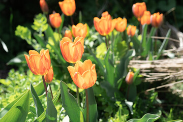 Beautiful Tulips on a sunny day in Spring