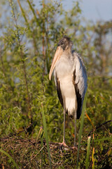 Wood Stork, Mycteria americana, Everglades National Park