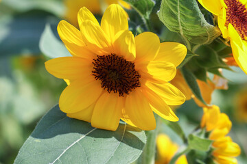 Sunflower natural background. Sunflower blooming. Close-up of sunflower.