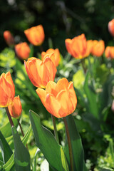 Naklejka premium Beautiful Tulips on a sunny day in Spring