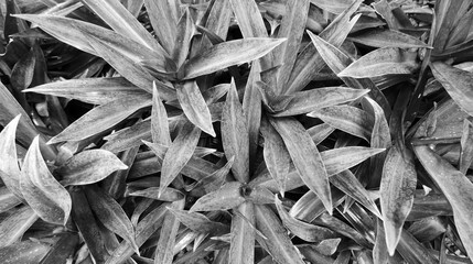 Close up picture of Cordyline plants in black and white
