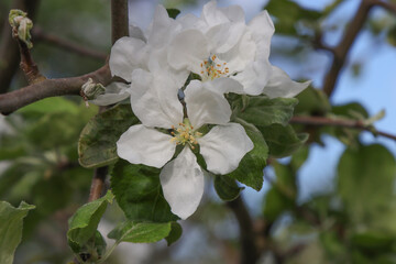 Blooming apple tree in the garden.