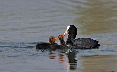 Coot (Fulica atra), Crete, Greece