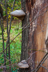 Mushrooms on a tree trunk in the autumn forest