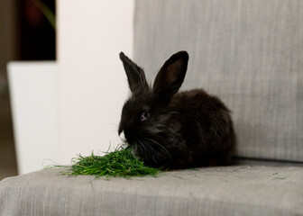 Cute little black rabbit eating green grass sitting in a chair at home