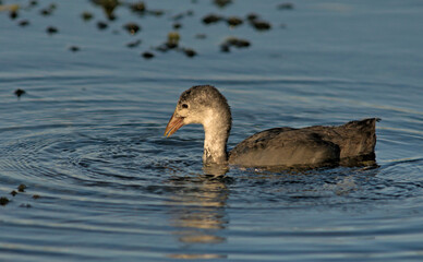 Juvenile Coot (Fulica atra), Crete, Greece