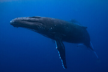 Fototapeta premium Two humpback whales resting at dawn in french polynesia deep waters