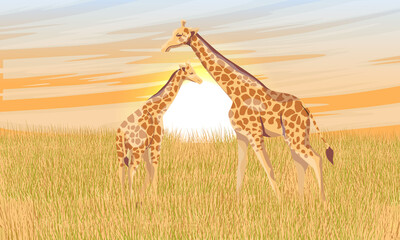 Two giraffe Giraffa camelopardalis in African savannah with tall dry grass at sunset. Realistic vector landscape
