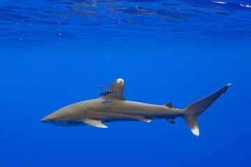 Carcharhinus longimanus shark with pilot fishes crusing  early morning in the deep French Polynesia waters