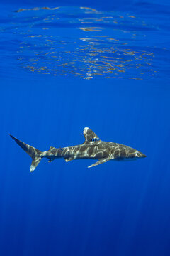 Carcharhinus longimanus shark with pilot fishes crusing  early morning in the deep French Polynesia waters