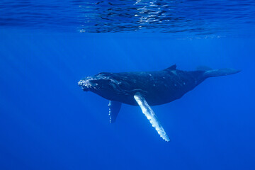 calf humpback whale playing at water surface in deep French Polynesia waters