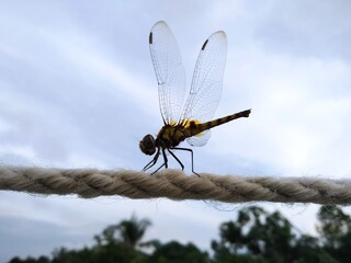 Beautiful dragonfly