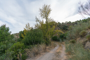 Fototapeta na wymiar forest road in the mountain in southern Spain