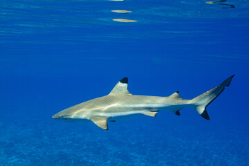Fototapeta premium blacktip reef shark swimming in French Polynesia tropical waters over coral reef