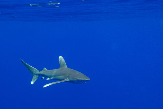 Carcharhinus longimanus shark with pilot fishes crusing  early morning in the deep French Polynesia waters