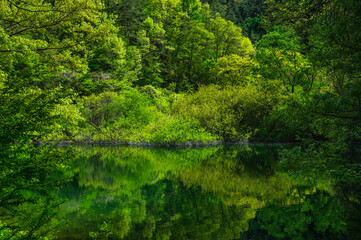深い新緑の森と水面