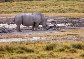 Fototapeta premium black rhino