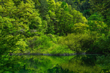 深い新緑の森と水面
