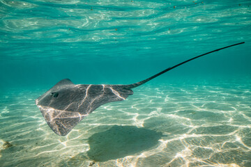 sting ray in the shallow water of Moorea lagoon in French Polynesia - obrazy, fototapety, plakaty