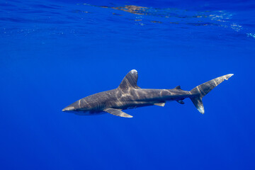 Obraz premium Carcharhinus longimanus shark with pilot fishes crusing early morning in the deep French Polynesia waters