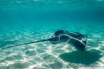 sting ray in the shallow water of Moorea lagoon in French Polynesia