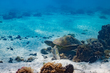 green turtle swimming in Moorea lagoon, French Polynesia