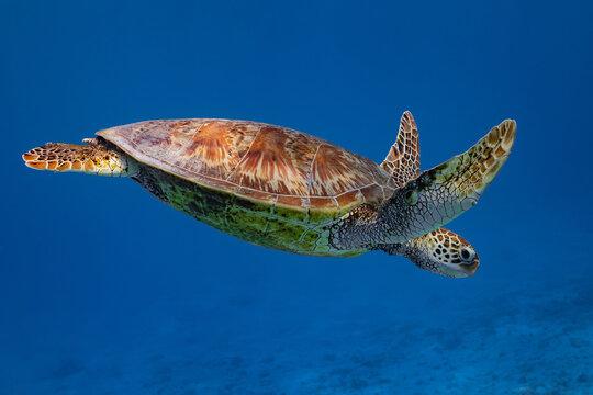 green turtle swimming in Moorea lagoon, French Polynesia